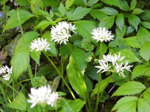 Bärlauch und Waldmeister blühen weiterhin schön weiß im Garten