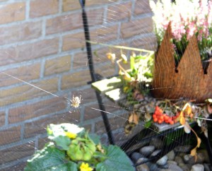 Auch Spinnen finden in meinem Garten ein zu Hause... Wenn auch nicht für immer...