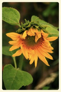 Sonnenblume-Fotor